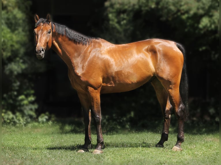 Belgisches Warmblut Wallach 6 Jahre 171 cm Brauner in Gr&#xE4;felfing