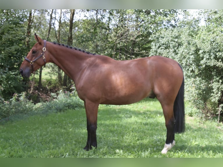 Belgisches Warmblut Wallach 6 Jahre 171 cm Brauner in Erharting