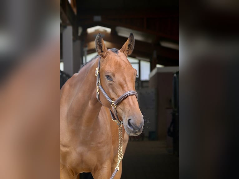 Belgisches Warmblut Wallach 6 Jahre 171 cm Brauner in Erharting