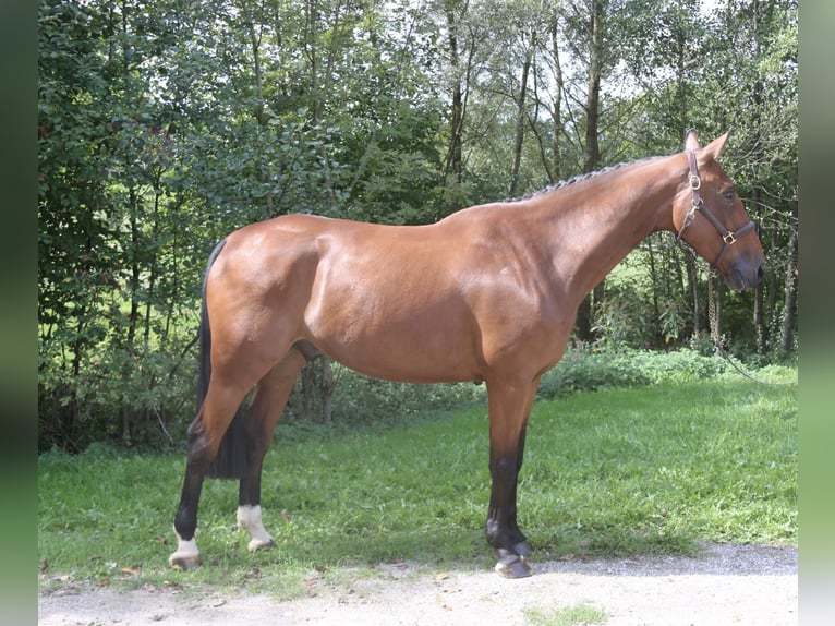 Belgisches Warmblut Wallach 6 Jahre 171 cm Brauner in Erharting