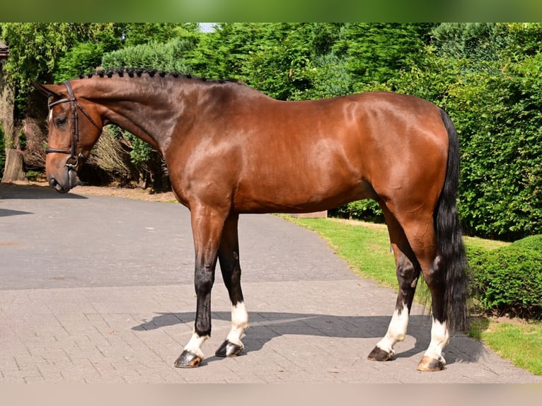 Belgisches Warmblut Wallach 6 Jahre 172 cm Brauner in Bladel