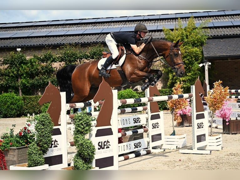 Belgisches Warmblut Wallach 6 Jahre 172 cm Brauner in Bladel