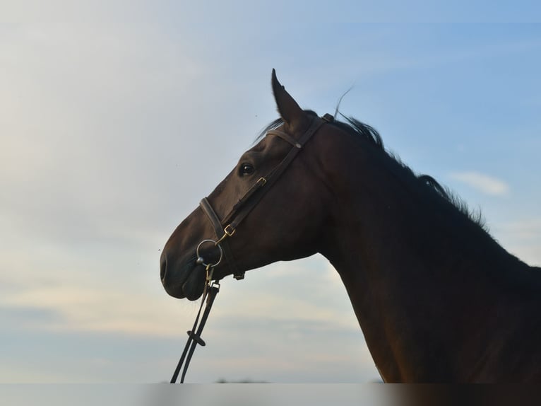 Belgisches Warmblut Wallach 6 Jahre 175 cm Brauner in Geilenkirchen