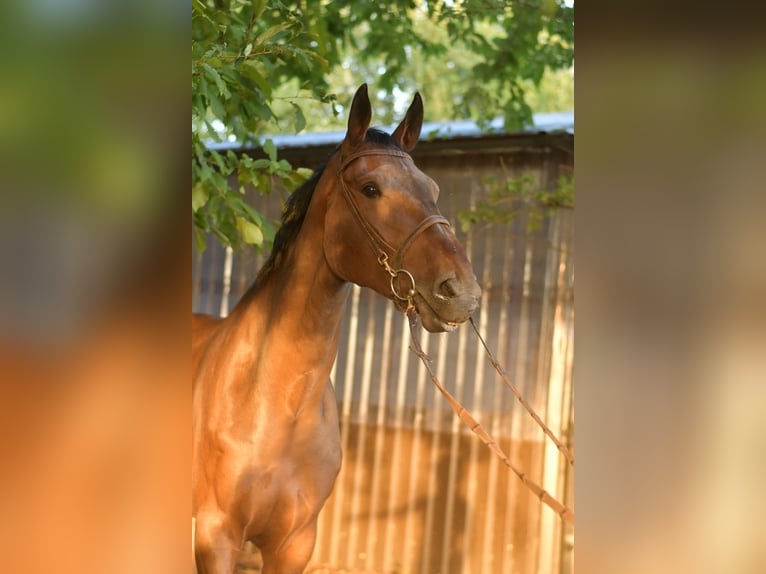 Belgisches Warmblut Wallach 6 Jahre 175 cm Brauner in Geilenkirchen
