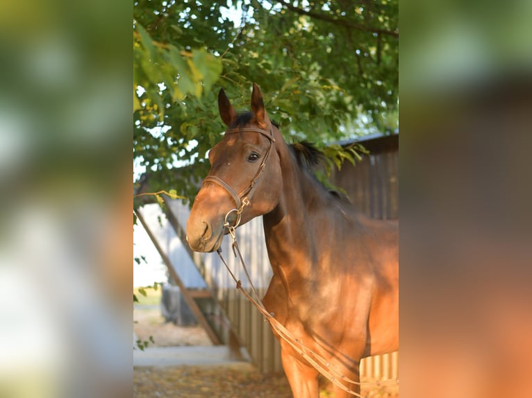 Belgisches Warmblut Wallach 6 Jahre 175 cm Brauner in Geilenkirchen