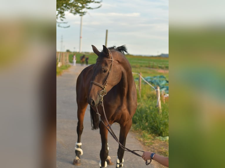 Belgisches Warmblut Wallach 6 Jahre 175 cm Brauner in Geilenkirchen