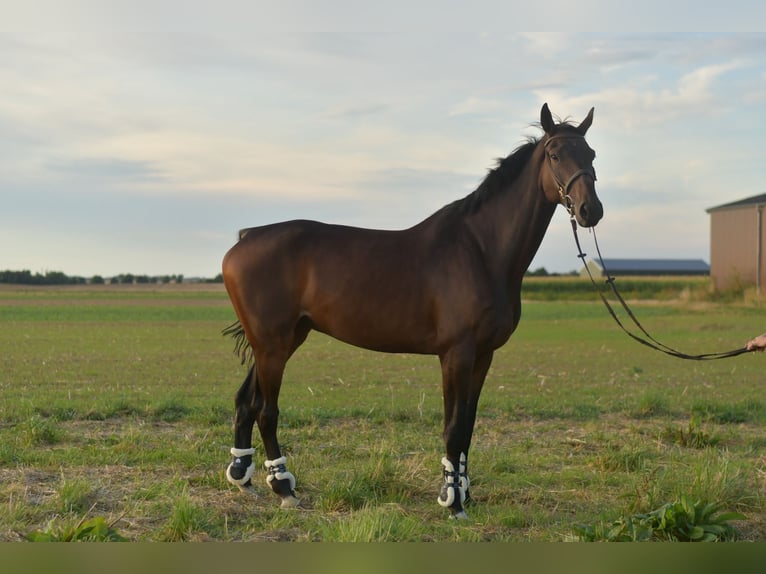Belgisches Warmblut Wallach 6 Jahre 175 cm Brauner in Geilenkirchen
