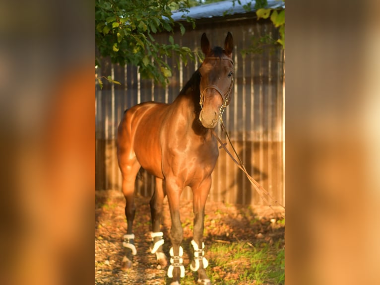 Belgisches Warmblut Wallach 6 Jahre 175 cm Brauner in Geilenkirchen