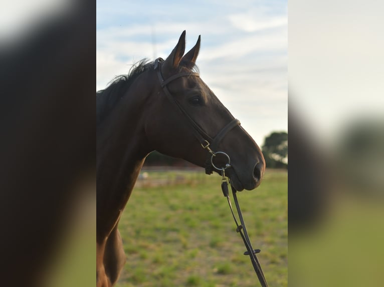Belgisches Warmblut Wallach 6 Jahre 175 cm Brauner in Geilenkirchen