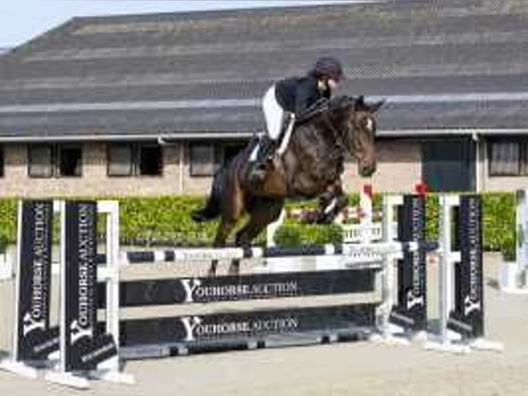 Belgisches Warmblut Wallach 6 Jahre 175 cm Brauner in Waddinxveen