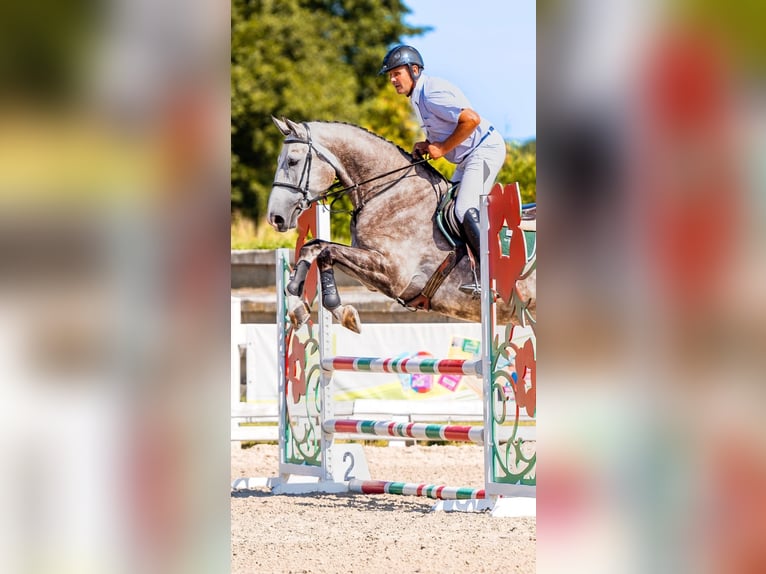 Belgisches Warmblut Wallach 6 Jahre 176 cm Apfelschimmel in Gajewniki