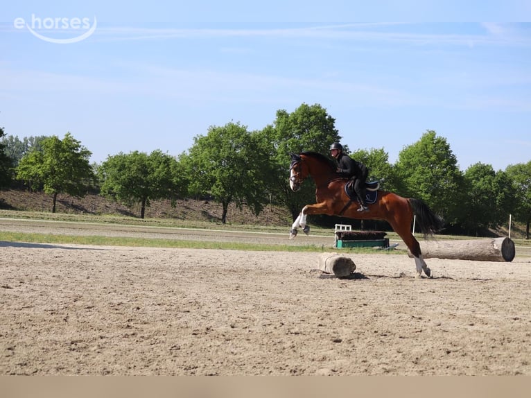 Belgisches Warmblut Wallach 6 Jahre 176 cm  in Zürich