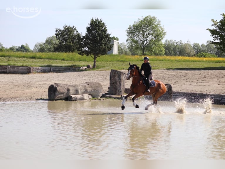 Belgisches Warmblut Wallach 6 Jahre 176 cm  in Zürich