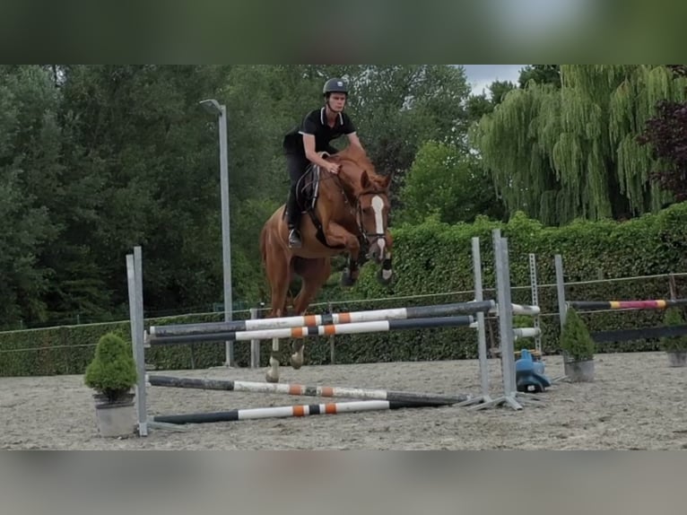 Belgisches Warmblut Wallach 6 Jahre 177 cm Fuchs in Oosterzele