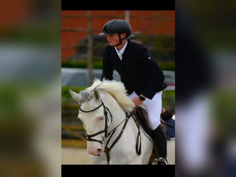 Belgisches Warmblut Wallach 6 Jahre 178 cm White in St-Tuiden