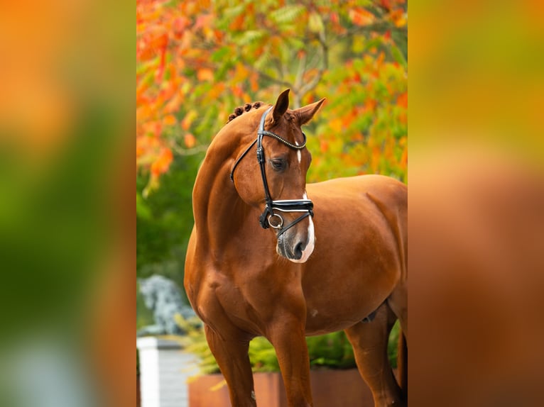 Belgisches Warmblut Wallach 6 Jahre 180 cm Dunkelfuchs in mol