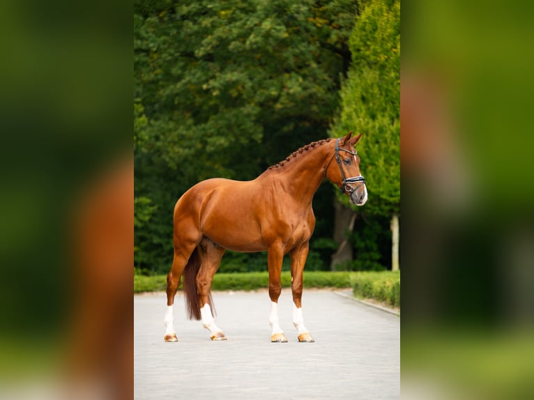 Belgisches Warmblut Wallach 6 Jahre 180 cm Dunkelfuchs in mol