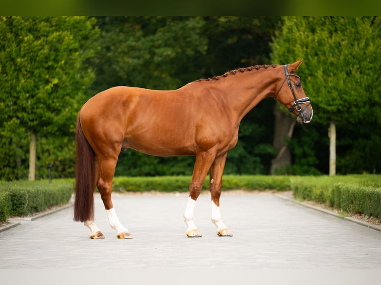Belgisches Warmblut Wallach 6 Jahre 180 cm Dunkelfuchs in mol