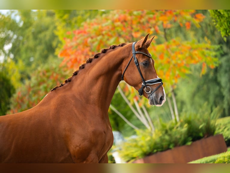 Belgisches Warmblut Wallach 6 Jahre 180 cm Dunkelfuchs in mol