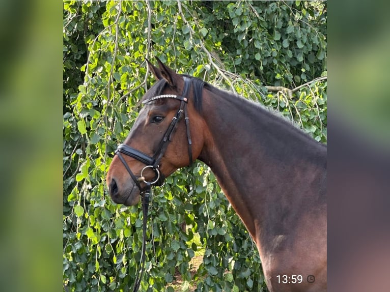 Belgisches Warmblut Wallach 7 Jahre 160 cm Brauner in Werl