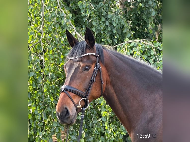 Belgisches Warmblut Wallach 7 Jahre 160 cm Brauner in Werl
