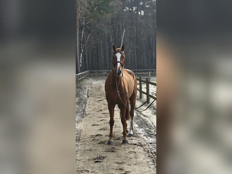 Belgisches Warmblut Wallach 7 Jahre 164 cm Fuchs in Neerglabbeek