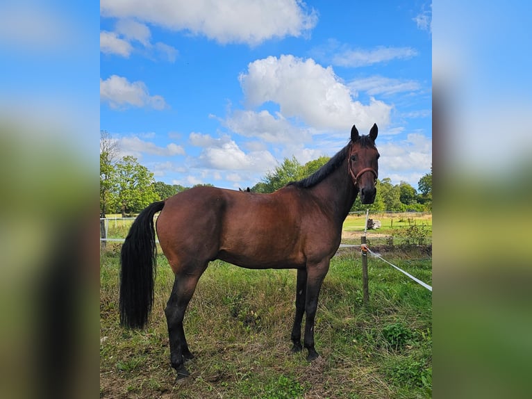 Belgisches Warmblut Mix Wallach 7 Jahre 165 cm Brauner in Leipzig