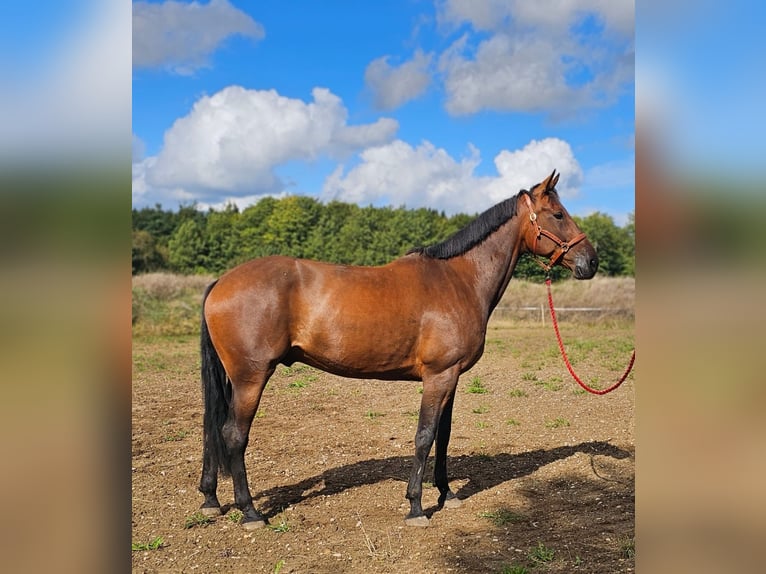 Belgisches Warmblut Mix Wallach 7 Jahre 165 cm Brauner in Leipzig