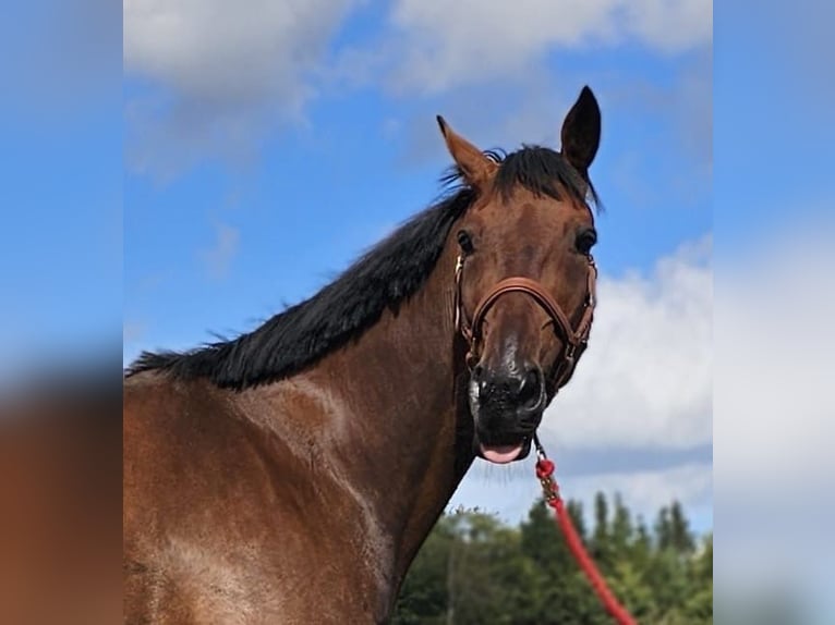 Belgisches Warmblut Mix Wallach 7 Jahre 165 cm Brauner in Leipzig