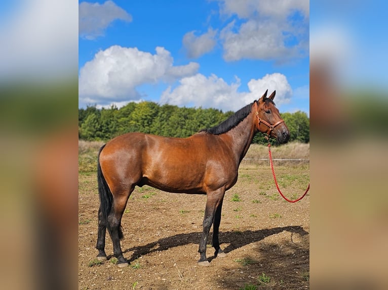 Belgisches Warmblut Mix Wallach 7 Jahre 165 cm Brauner in Leipzig