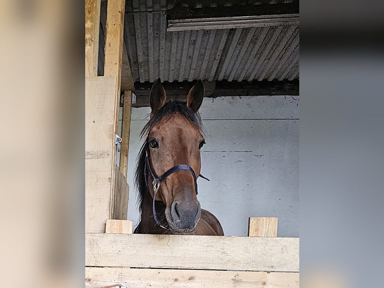 Belgisches Warmblut Mix Wallach 7 Jahre 165 cm Brauner in Leipzig