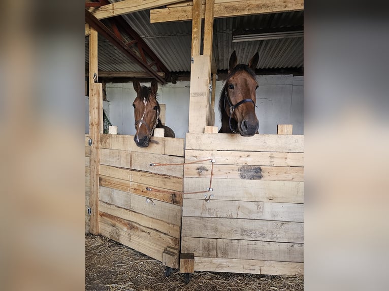 Belgisches Warmblut Mix Wallach 7 Jahre 165 cm Brauner in Leipzig