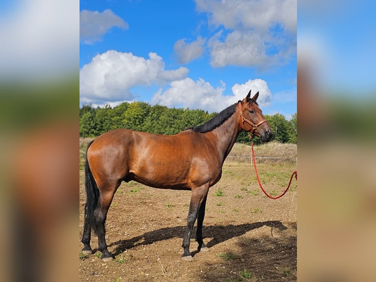 Belgisches Warmblut Mix Wallach 7 Jahre 165 cm Brauner in Leipzig