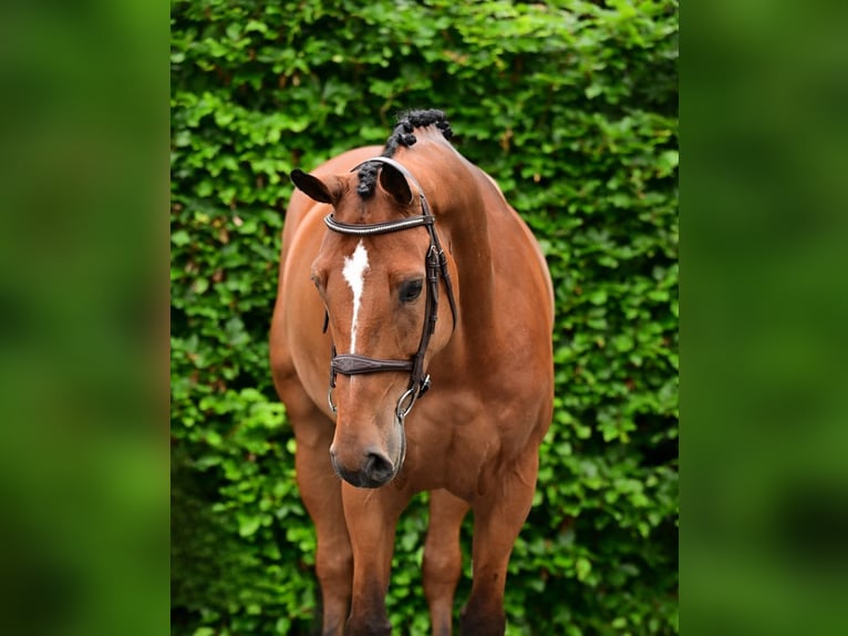 Belgisches Warmblut Wallach 7 Jahre 165 cm Brauner in Bladel