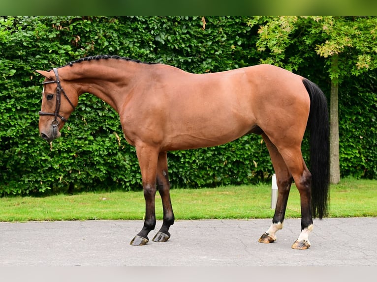 Belgisches Warmblut Wallach 7 Jahre 165 cm Brauner in Bladel