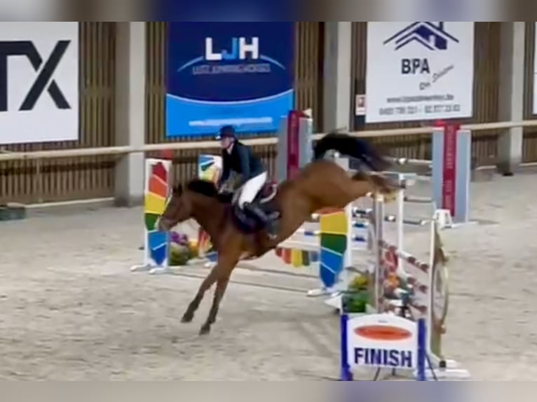 Belgisches Warmblut Wallach 7 Jahre 167 cm Brauner in Fernelmont