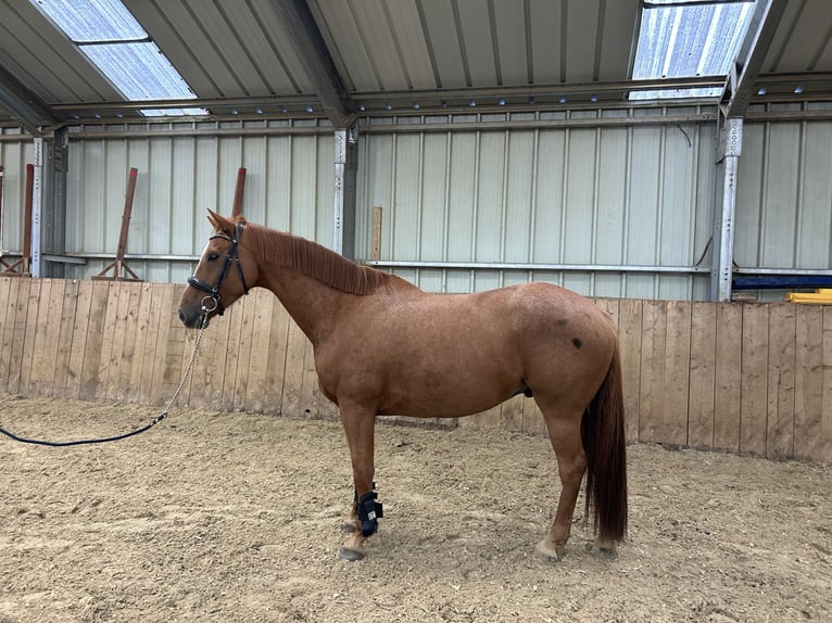 Belgisches Warmblut Wallach 7 Jahre 167 cm Fuchs in Büllingen