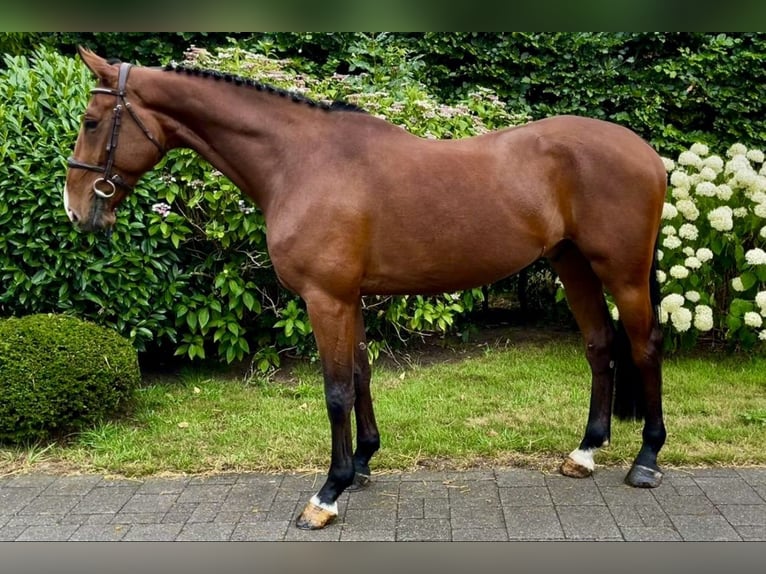 Belgisches Warmblut Wallach 7 Jahre 168 cm Brauner in Altusried