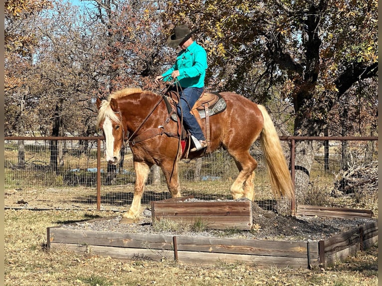 Belgisches Warmblut Wallach 7 Jahre 168 cm Dunkelfuchs in Jacksboro, TX