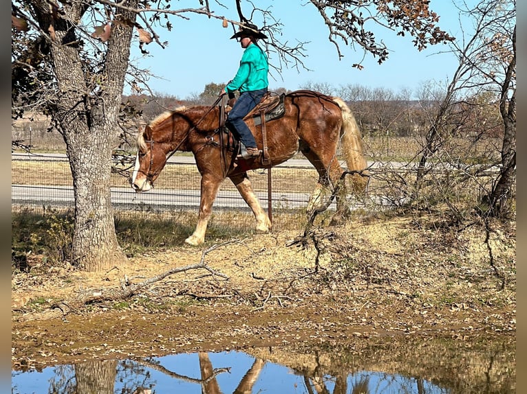 Belgisches Warmblut Wallach 7 Jahre 168 cm Dunkelfuchs in Jacksboro, TX