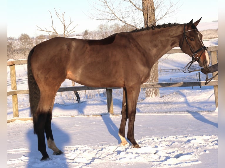 Belgisches Warmblut Wallach 7 Jahre 168 cm Schwarzbrauner in Bad Dürrheim