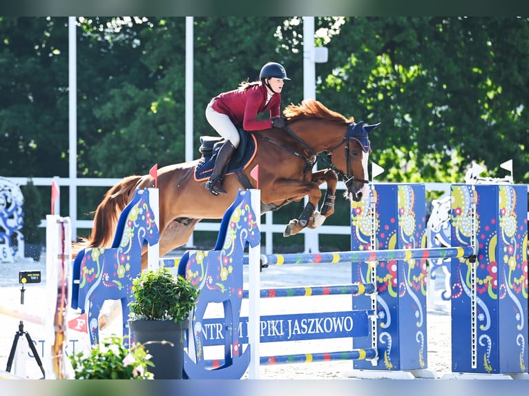 Belgisches Warmblut Wallach 7 Jahre 172 cm Fuchs in Piła