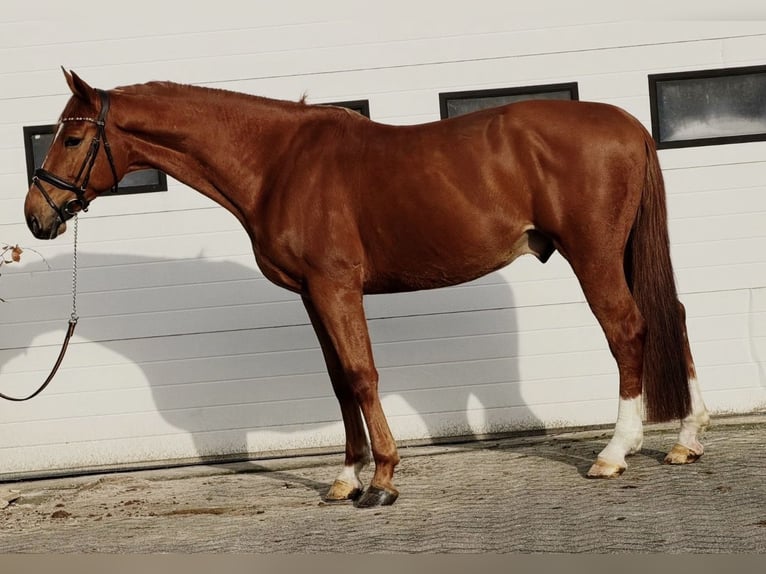 Belgisches Warmblut Wallach 7 Jahre 172 cm Fuchs in Someren