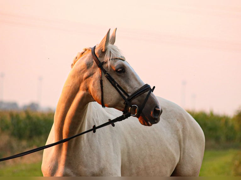 Belgisches Warmblut Wallach 7 Jahre 172 cm Palomino in Brake