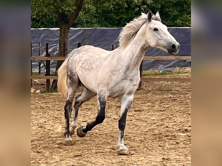 Belgisches Warmblut Wallach 7 Jahre 172 cm Schimmel in &#x27;s-Gravenhage