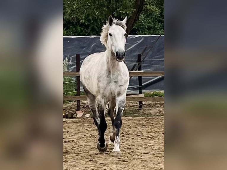 Belgisches Warmblut Wallach 7 Jahre 172 cm Schimmel in &#x27;s-Gravenhage