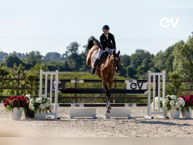 Belgisches Warmblut Wallach 7 Jahre 173 cm Brauner in Saint-Pierre-de-Coutances
