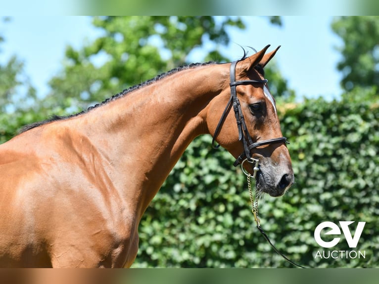 Belgisches Warmblut Wallach 7 Jahre 173 cm Brauner in Saint-Pierre-de-Coutances