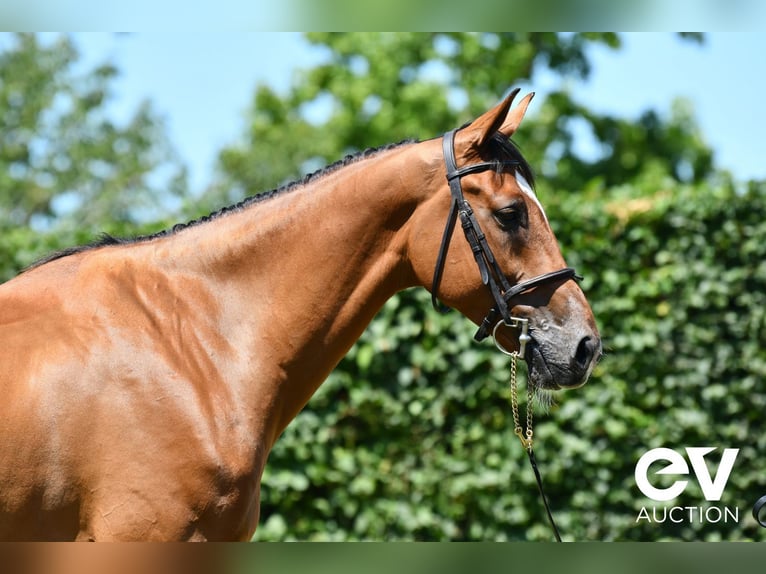 Belgisches Warmblut Wallach 7 Jahre 173 cm Brauner in Saint-Pierre-de-Coutances