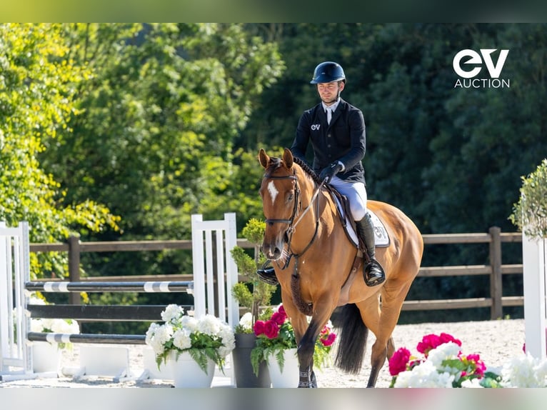 Belgisches Warmblut Wallach 7 Jahre 173 cm Brauner in Saint-Pierre-de-Coutances